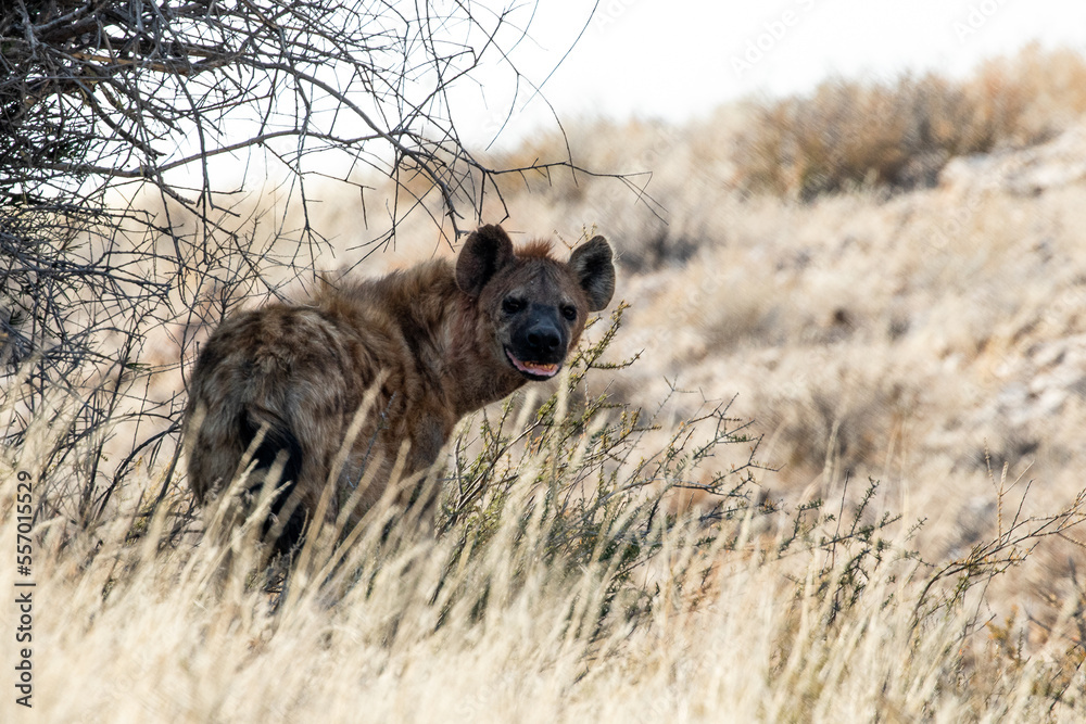 spotted hyena smiles at camera in Africa