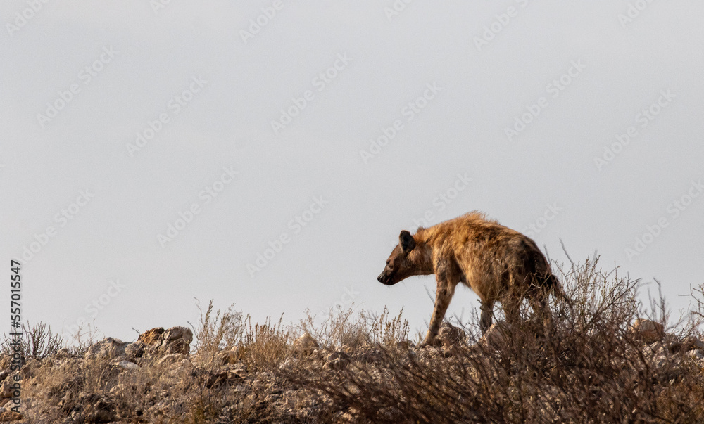 African spotted hyena on hill in desert