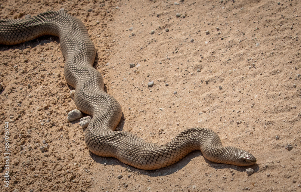 Black mamba snake in desert