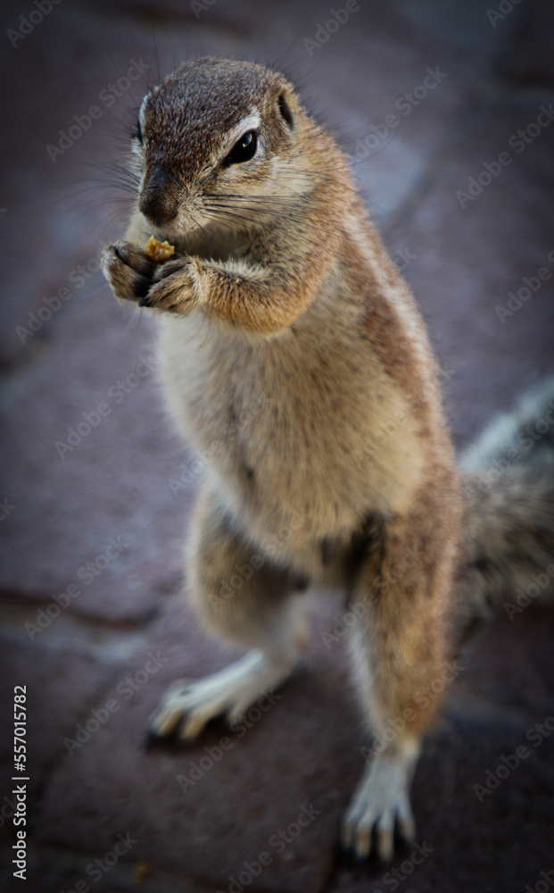 Squirrel standing eating portrait