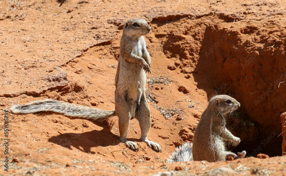 Two ground squirrels on the lookout