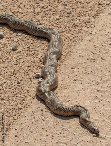 Black Mamba deadly snake