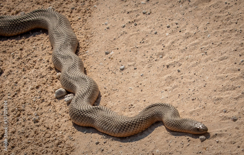 Obraz na płótnie Black mamba snake in desert w salonie