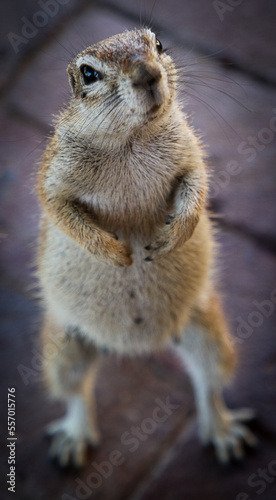 Obraz na płótnie Cute portrait of a ground squirrel chipmunk w salonie