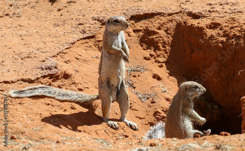 Two ground squirrels on the lookout