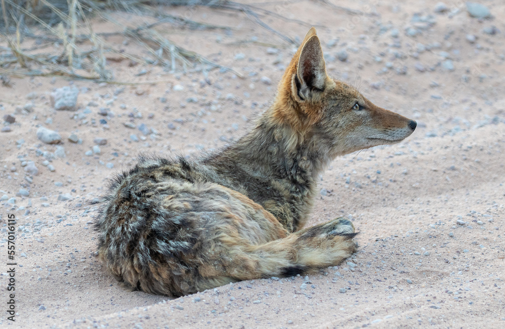 black backed jackal lying on desert ground in Africa