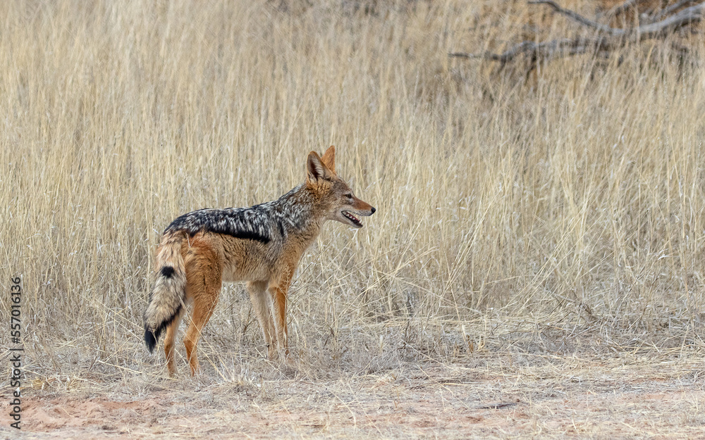 coyote black-backed jackal in African grassland