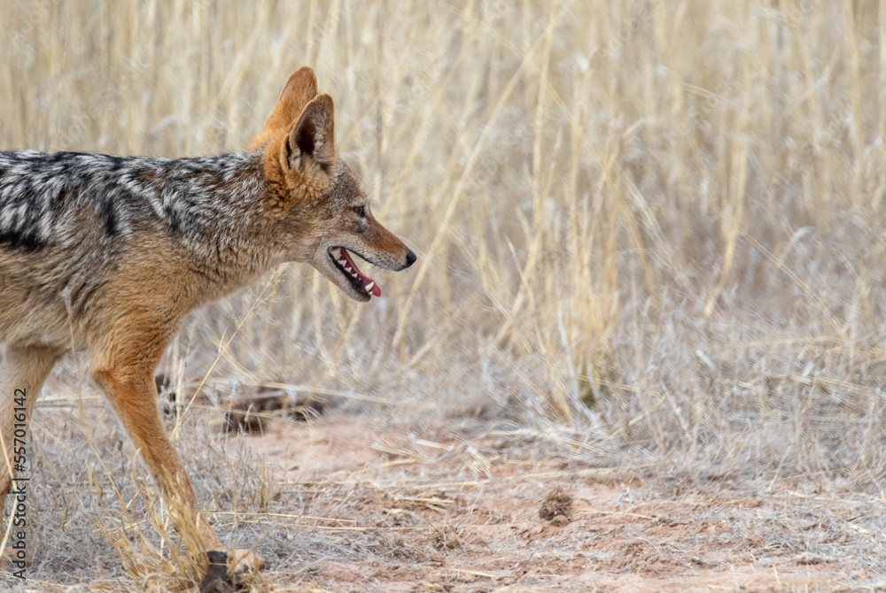 black backed jackal in Kgalagadi desert walking