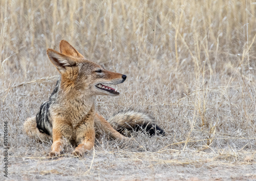 black backed jackal in desert smiling