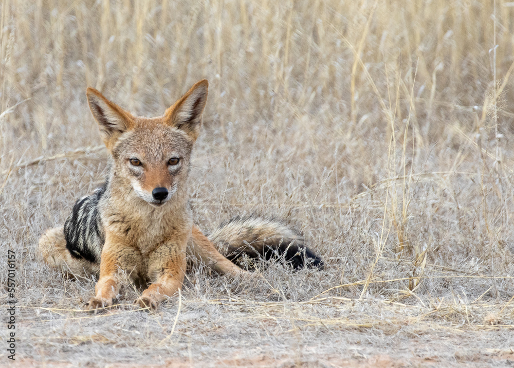 seated silver backed jackal stares into camera