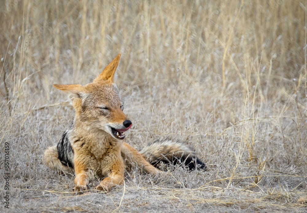 black backed jackal eating