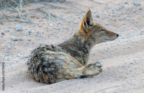 Obraz na płótnie black backed jackal lying on desert ground in Africa w salonie