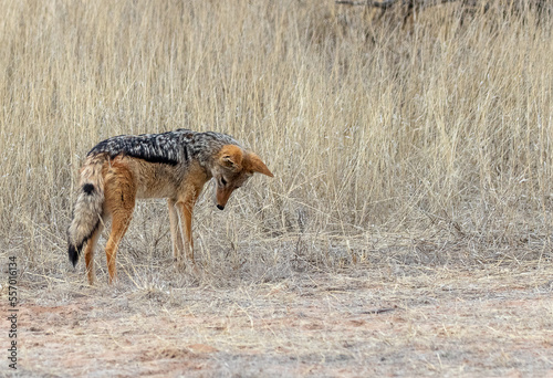 Obraz na płótnie black backed jackal in wild looks down w salonie