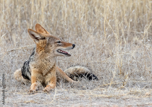 Obraz na płótnie black backed jackal in desert smiling w salonie