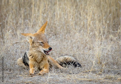 Obraz na płótnie black backed jackal eating w salonie