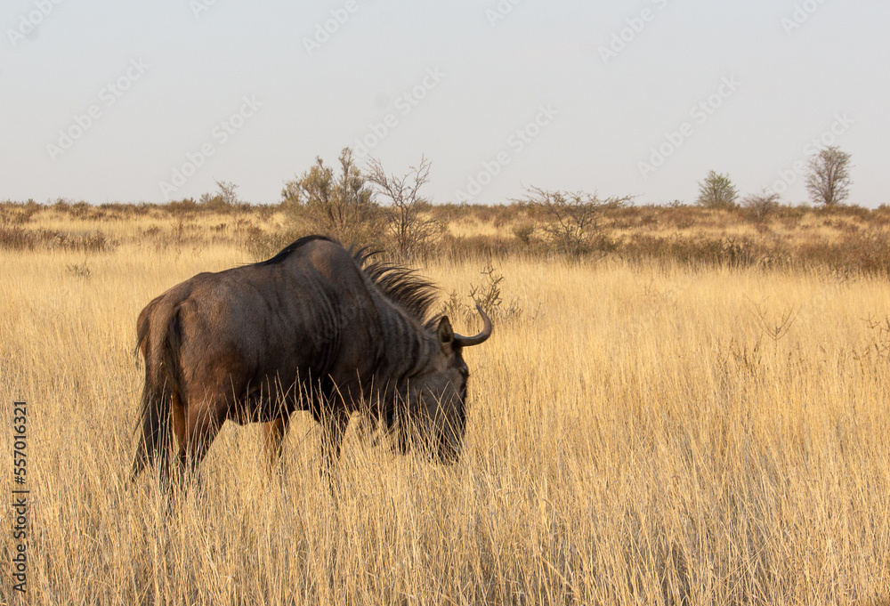 wildebeest in the serengeti park