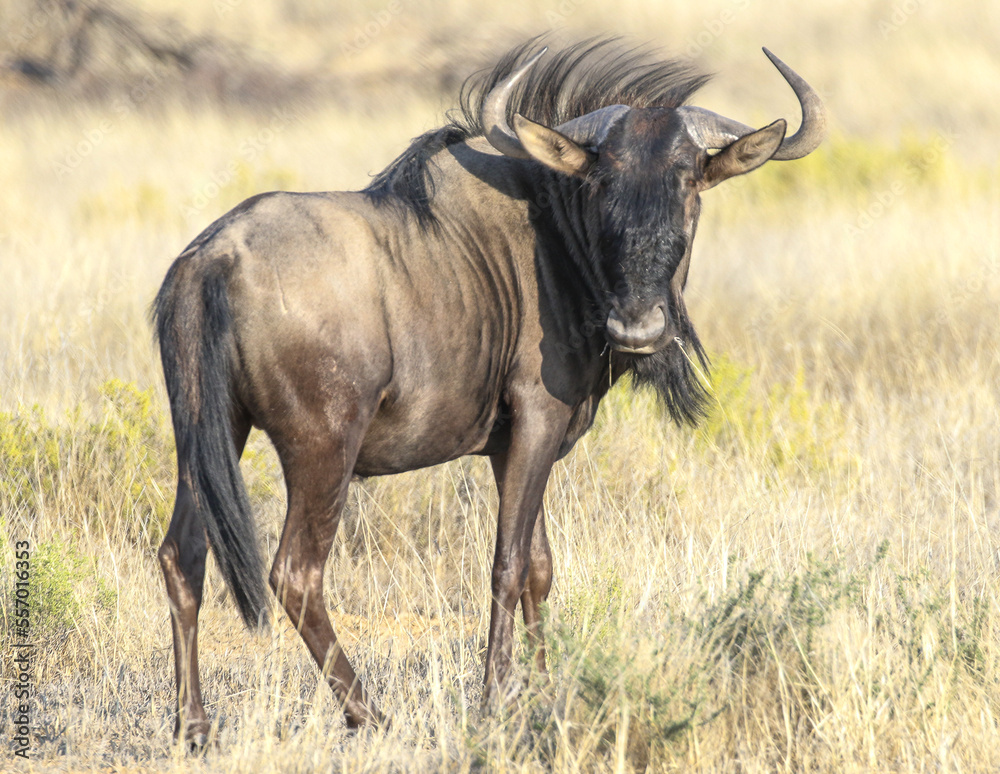 Blue wildebeest stares at camera