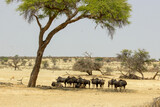 wildebeest in kalahari national park country