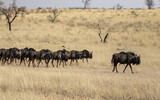 Herd of wildebeest in wild desert