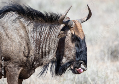 Blue wildebeest side view close up of head