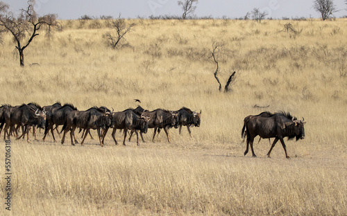 Herd of wildebeest in wild desert