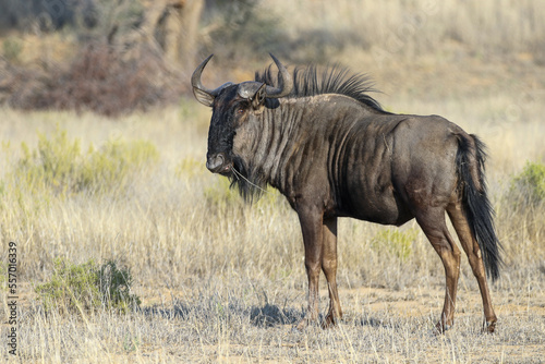 Fototapeta Naklejka Na Ścianę i Meble -  blue wildebeest desert