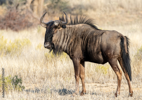 blue wildebeest in the savannah