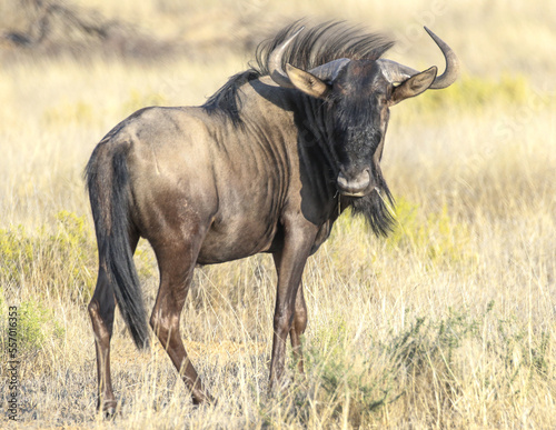 Fototapeta Naklejka Na Ścianę i Meble -  Blue wildebeest stares at camera