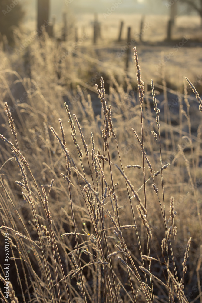 Fototapeta premium Golden early morning sunlight shines through frosty grass on a freezing cold winter morning in the Flemish countryside. Frost covered nature winter background.