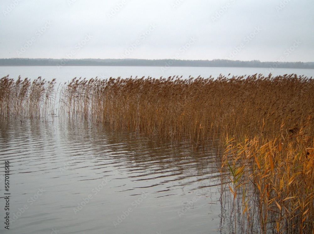 Lake with reeds in autumn. Weather forecast. Northern nature landscape