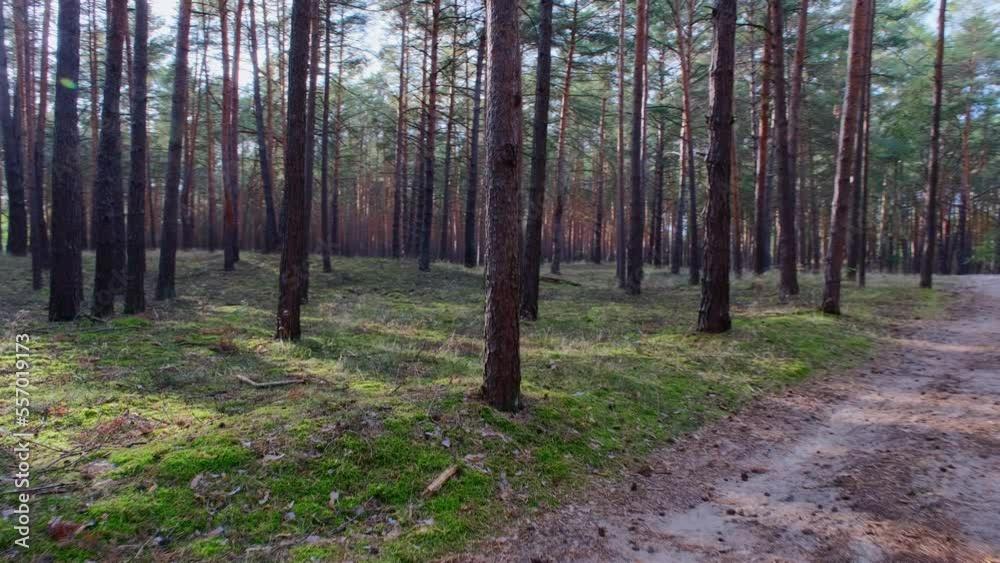 POV: Walk in a pine Forest in Autumn, Brandenburg, Germany, Europe POV: Walk in a pine Forest in Autumn, Brandenburg, Germany, Europe