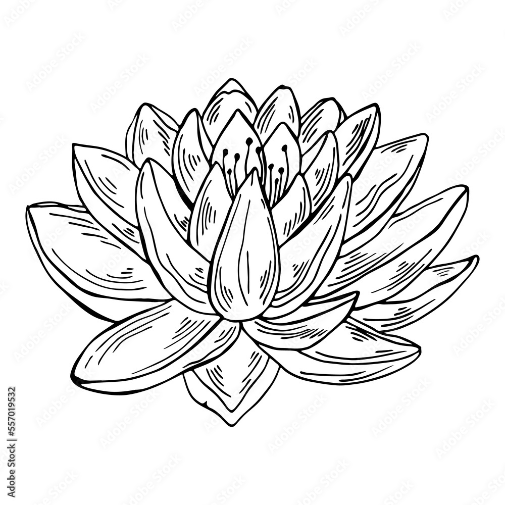 Lotus flower modern botanical line art illustration. Black outline modern floral drawing. Lotus flower modern botanical line art illustration. Black outline modern floral drawing.