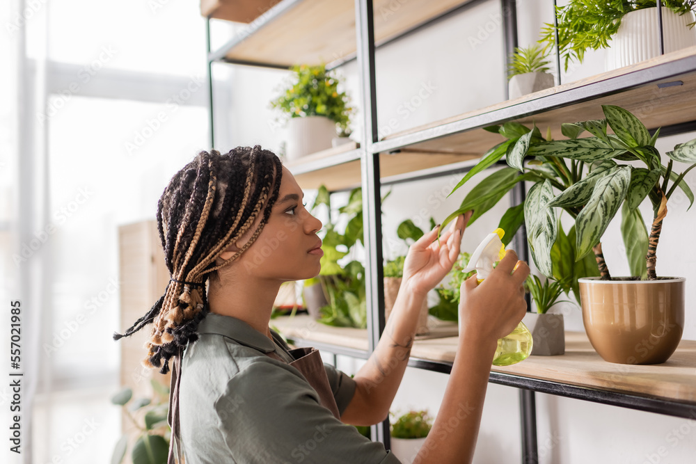side view of african american florist with braids spraying potted plant on rack in flower shop side view of african american florist with braids spraying potted plant on rack in flower shop