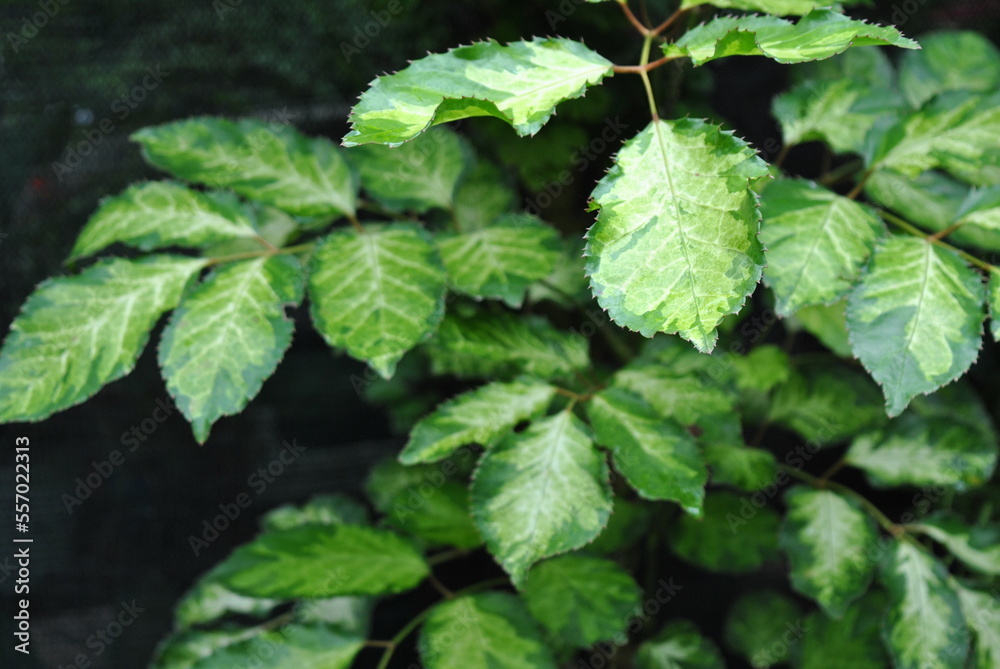 Leaf top Leaf top