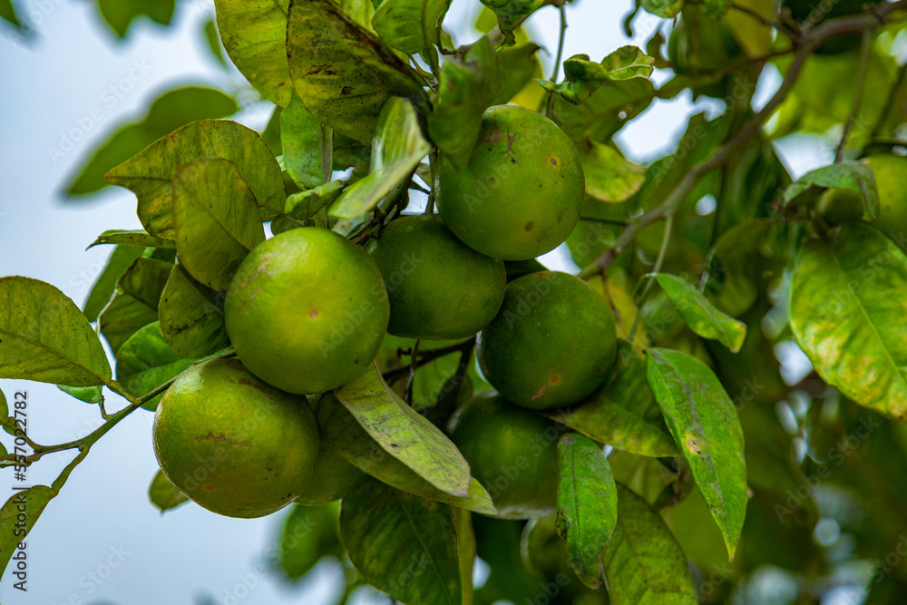 Organic lemon plantations fruits close up background. Málaga, Andalusia, Spain. Backgrounds for graphics designers. Organic lemon plantations fruits close up background. Málaga, Andalusia, Spain. Backgrounds for graphics designers.