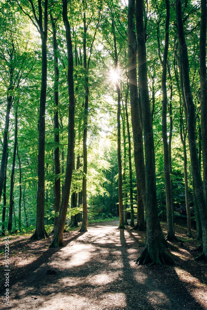 Obraz premium Green Forest at sunset