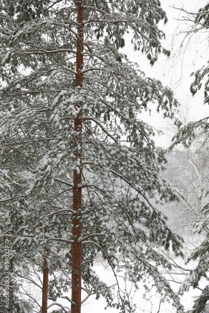 Fototapeta premium Winter beautiful landscape in the forest