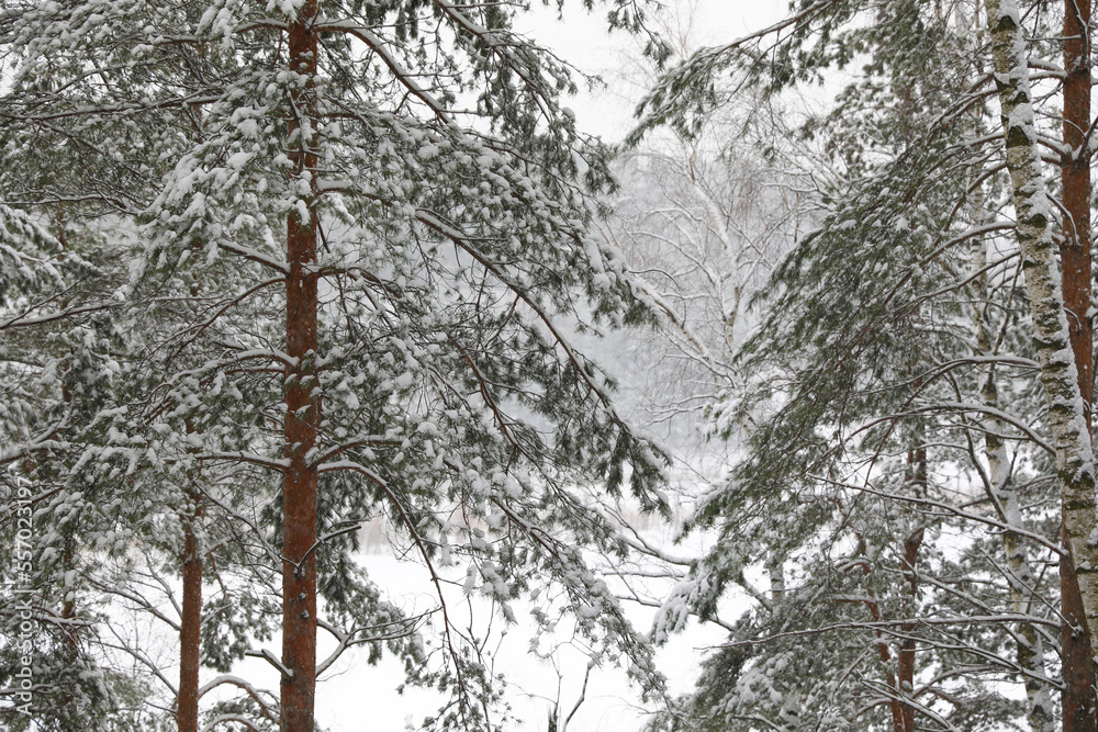 Fototapeta premium Winter beautiful landscape in the forest