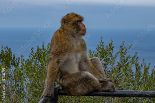 Portrait of barbary macaques. Gibraltar monkeys a major tourist attraction at the top of Rock of Gibraltar. Close up of a wild macaques  One of famous attraction of the British overseas territory. © Piotr