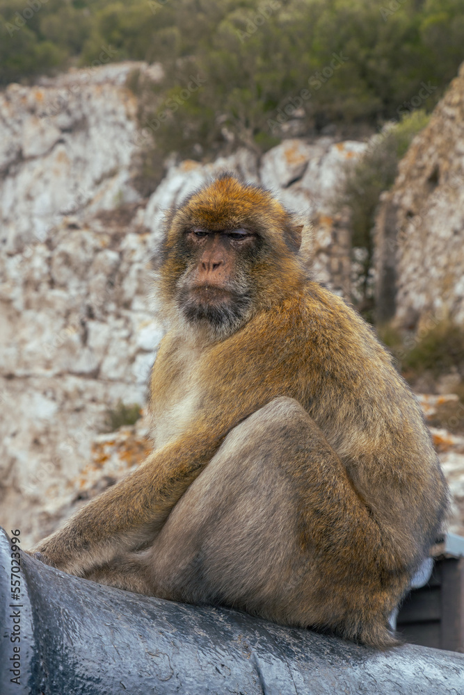 Naklejka premium Portrait of barbary macaques. Gibraltar monkeys a major tourist attraction at the top of Rock of Gibraltar. Close up of a wild macaques One of famous attraction of the British overseas territory.
