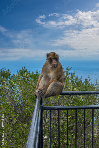 Portrait of barbary macaques. Gibraltar monkeys a major tourist attraction at the top of Rock of Gibraltar. Close up of a wild macaques  One of famous attraction of the British overseas territory. © Piotr