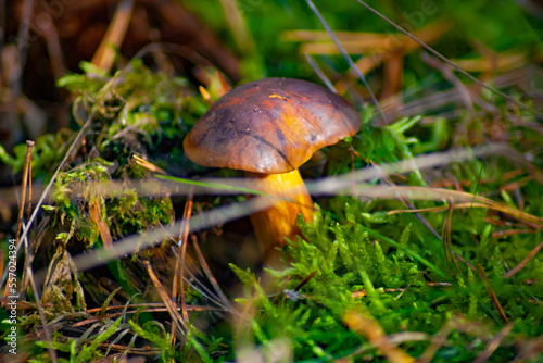 Brauner Pilz mit einer leicht Lila Haut im Moos und Sonnenlicht , Makroaufnahme - Brown mushroom with a slightly purple skin in the moss and sunlight , macro shot