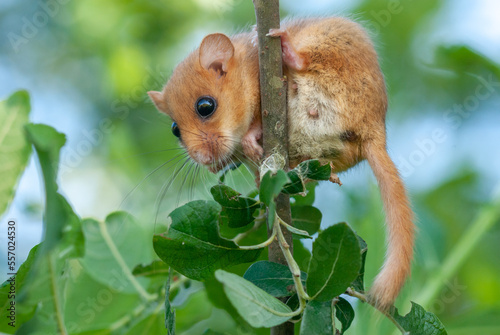 Картината върху платно Female common dormouse ( Muscardinus avellanarius ) on a branch in bushy vegetation