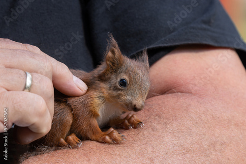 Baby Eichhörnchen auf dem Arm von einem Mann.