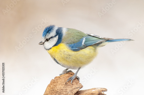 Blue Tit (Cyanistes caeruleus) perched on a branch. © bios48
