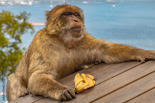 Portrait of barbary macaques. Gibraltar monkeys a major tourist attraction at the top of Rock of Gibraltar. Close up of a wild macaques  One of famous attraction of the British overseas territory.
