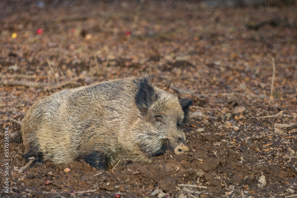 Wild boar - Sus scrofa - in the forest and by the in its natural habitat. Photo of wild nature. Wild boar - Sus scrofa - in the forest and by the in its natural habitat. Photo of wild nature.