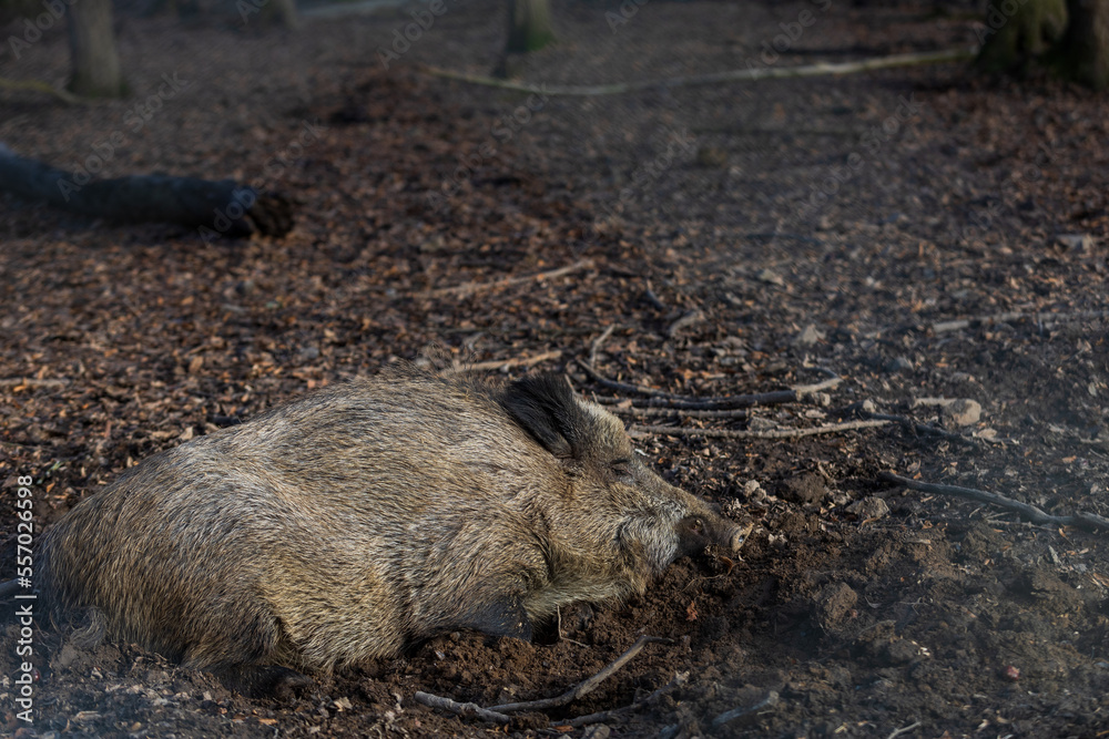 Wild boar - Sus scrofa - in the forest and by the in its natural habitat. Photo of wild nature. Wild boar - Sus scrofa - in the forest and by the in its natural habitat. Photo of wild nature.