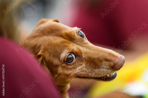 Wallpaper Mural Dachshund Held in Arms of Owner Looks Back Torontodigital.ca