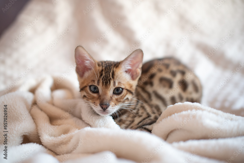 Portrait of bengal kitten covered in white blanket, cute cat has a rest
